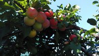 IMG_20160807_123155 - копия.jpg