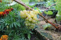 IMG_6108.jpg