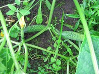 IMG_1231.JPG