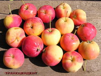 transctndent_apple.jpg