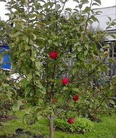 IMG_20160818_133659-1.jpg
