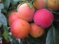 Окрашенные плоды формы Е 5