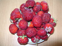DSC04246.JPG