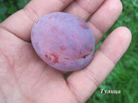 Тулица.JPG