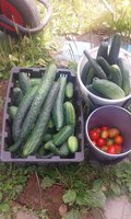 IMG-20160820-WA0000.jpeg