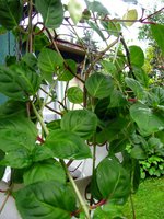 IMG_1379.JPG