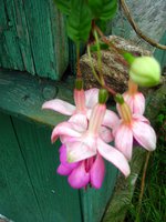 IMG_1375.JPG
