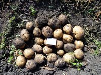Колобок на 27 августа 1.jpg
