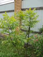 DSC04652.JPG