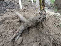 корешки Голд Майна.jpg