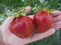 Кэбот. Огромная ягода с очень необычным вкусом. Куст мощный. Запоминающийся сорт.