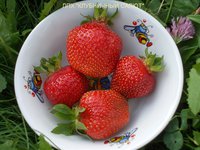 Манилл. Необыкновенно вкусная ягода. Хорошей плотности. Сочная. И вполне крупная.