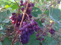 2016-08-18_viktorija20.jpg