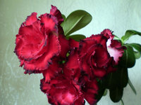 P1010003.JPG