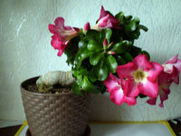 P1010006.JPG