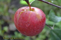 Благая весть