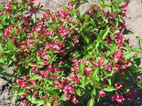 IMG_1676.JPG