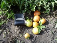 помидоры открытый грунт на 2 августа 2.jpg
