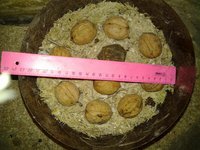 закладка ореха грецкого не скороплодного и на стратификацию/закалку и на проращивание одновременно