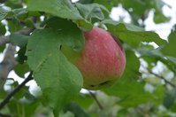 DSC_0126.1.jpg