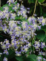 CLRB_0_clematis_mrs_robert_brydon_fg.jpg