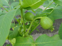 DSC04632.JPG