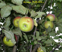 P1080248-2.jpg