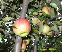 P1080244-2.jpg