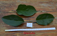 Мельба.jpg