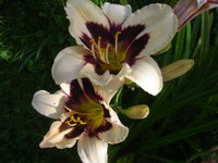 DSC09695.JPG