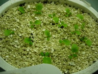 DSCN7871.JPG