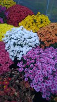 WP_20161001_025.jpg