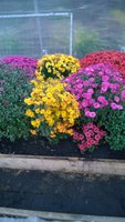 WP_20161001_023.jpg