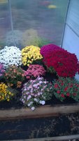 WP_20161001_018.jpg