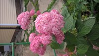 WP_20160721_08_06_57_Pro.jpg
