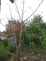 Маньчжурский орех (04.10.2016)