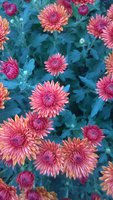 WP_20161018_017.jpg