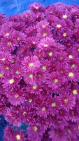 WP_20161018_020.jpg