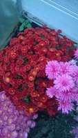 WP_20161018_030.jpg