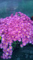 WP_20161018_016.jpg