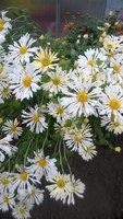 WP_20161018_027.jpg