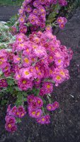 WP_20161018_006.jpg