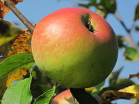 IMG_8062.JPG