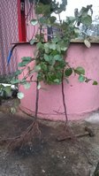 WP_20161022_001.jpg