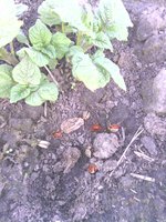 IMG_20160526_161816.jpg