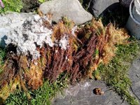 IMG_20160601_095455.jpg