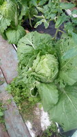 IMG_20160611_160737.jpg
