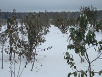 IMG_5300.JPG