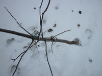 IMG_5305.JPG