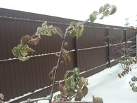 IMG_5617.JPG